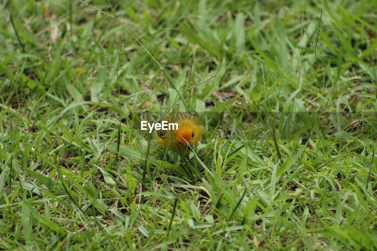 Close-up of dandelion on grassy field