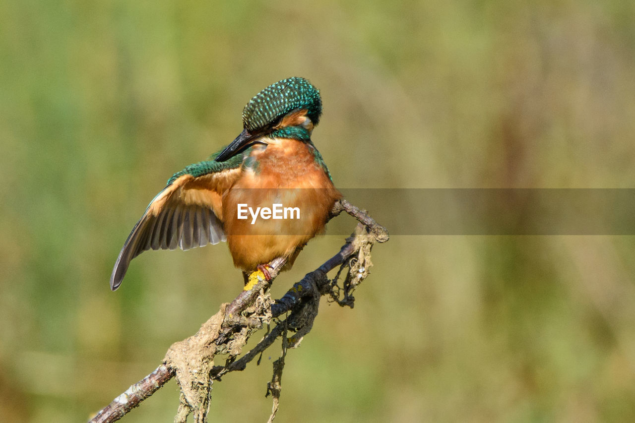 Close-up of bird perching on branch