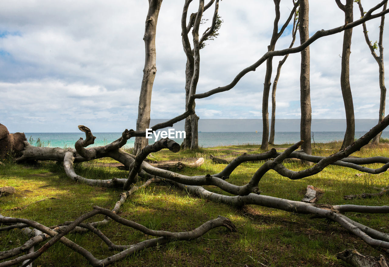 In the ghost forest on the baltic coast, the strangely shaped trees stand on the edge of the slopes