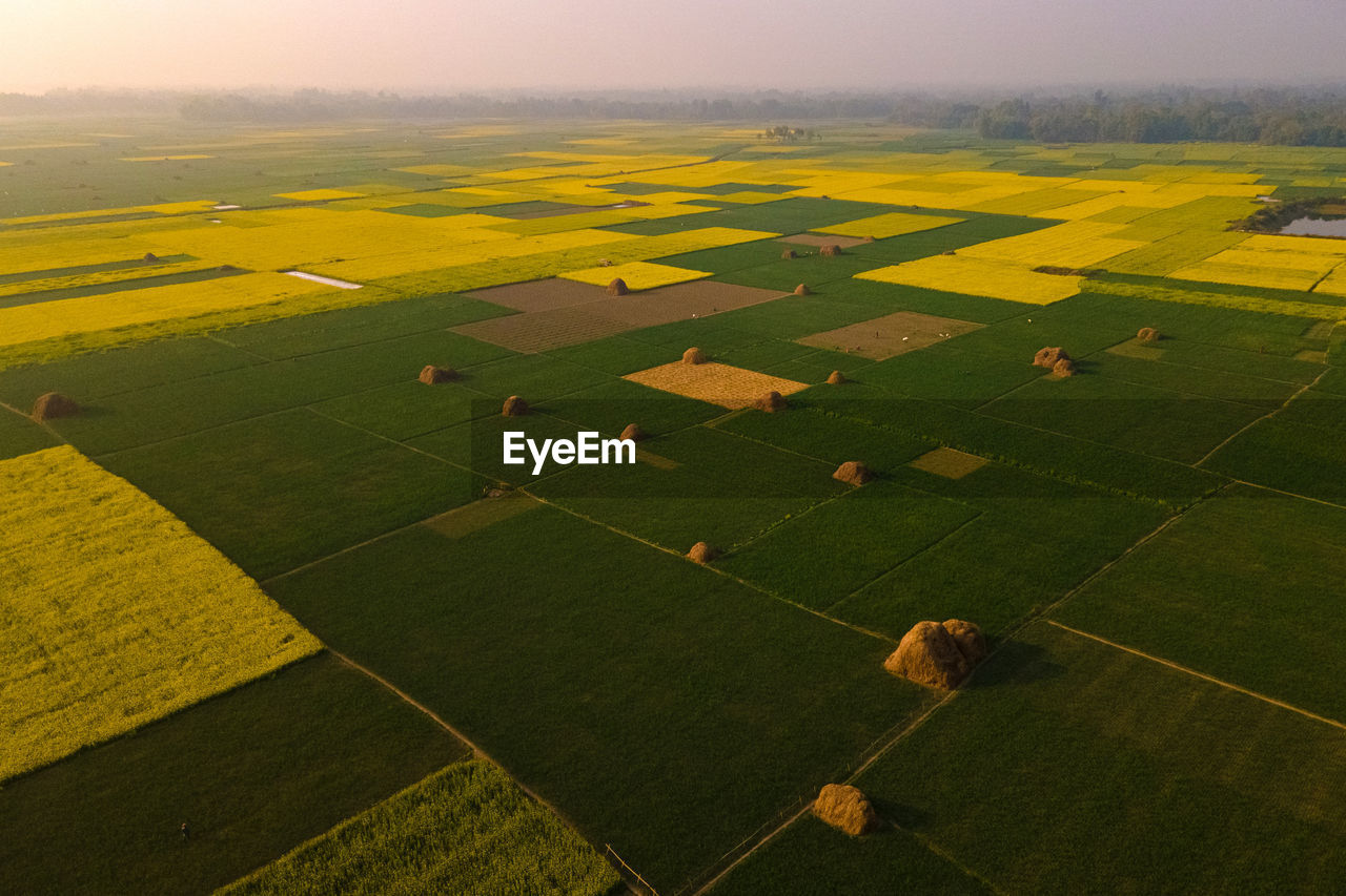 High angle view of agricultural field