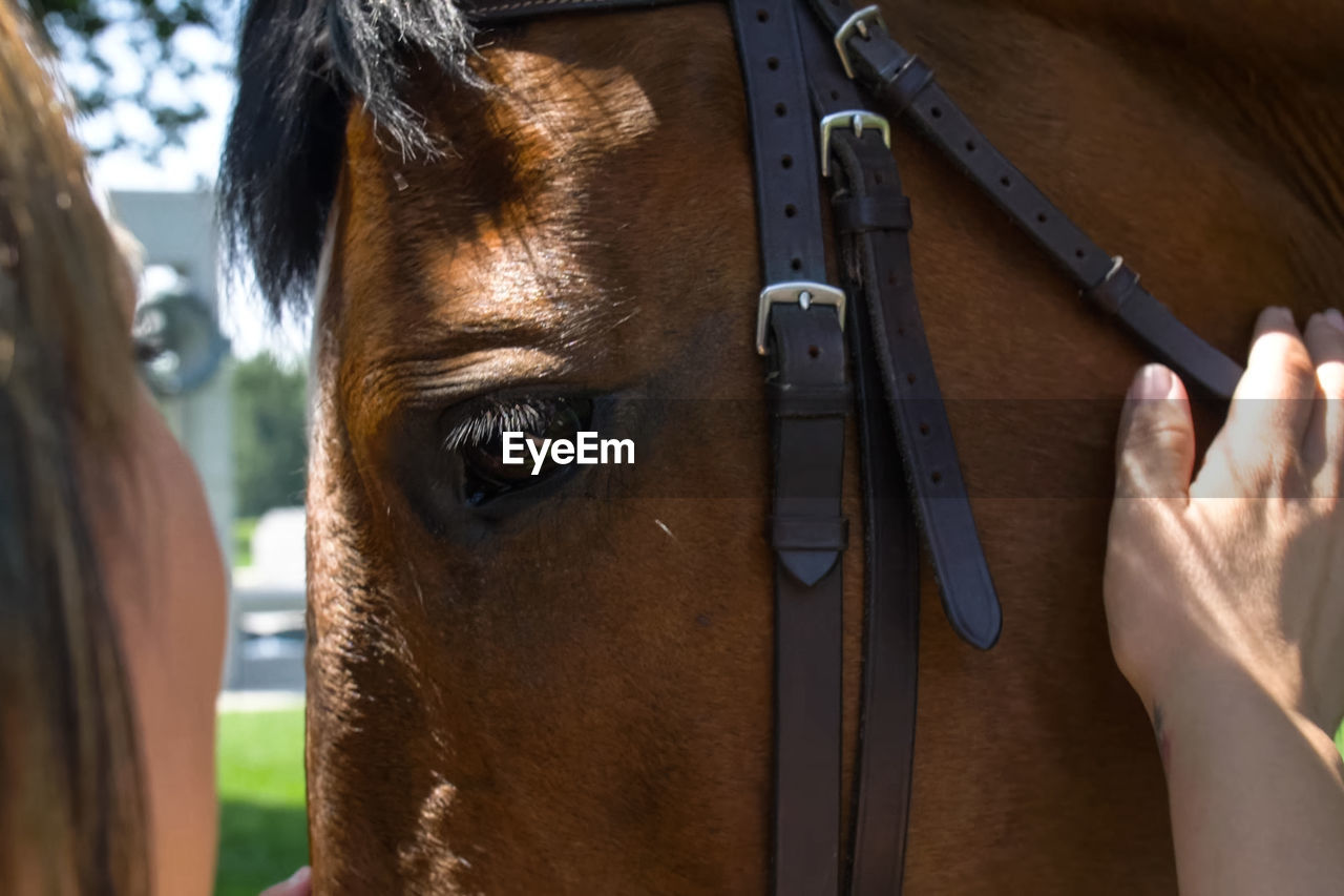 CLOSE-UP OF HORSE IN A PEN