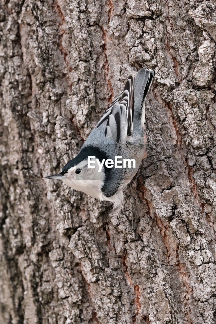 animal themes, animal, wildlife, animal wildlife, one animal, bird, no people, nature, tree trunk, trunk, branch, day, tree, outdoors, textured, close-up, woodpecker, wing, winter