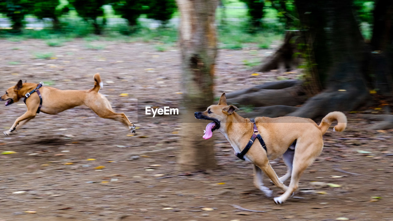 DOGS RUNNING IN WATER