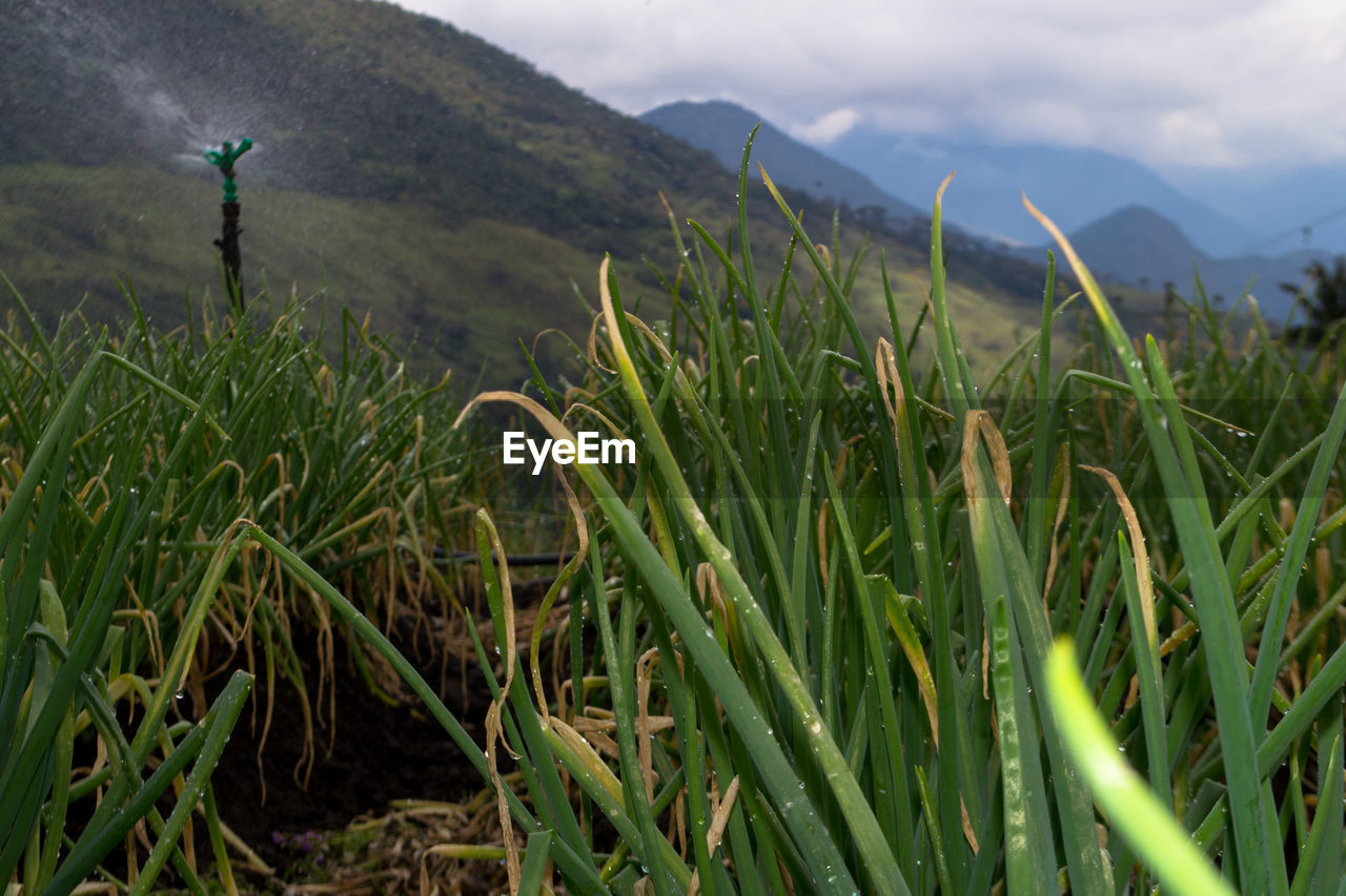 Close-up of grass against a mountain