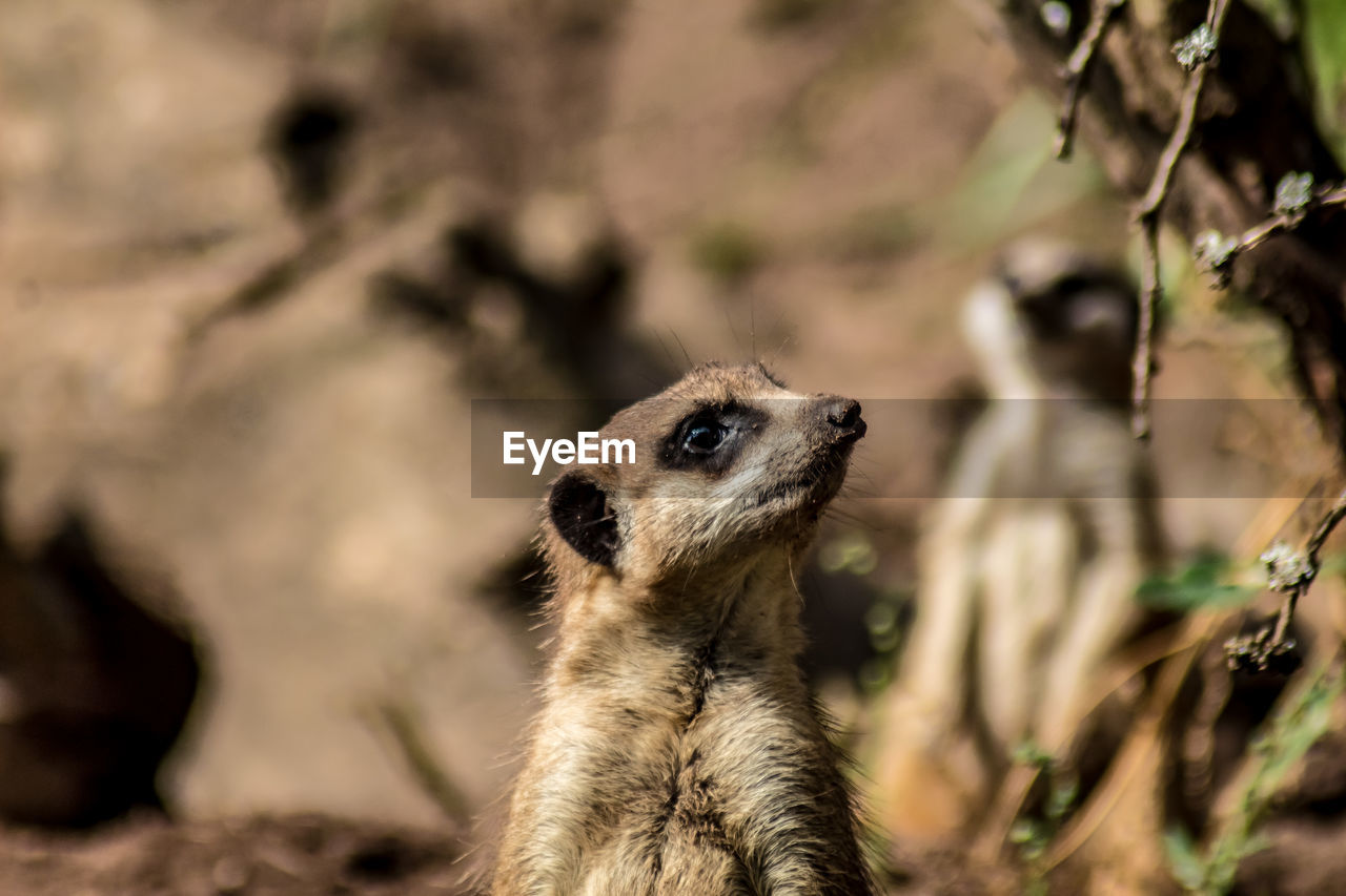 Close-up of an animal looking away