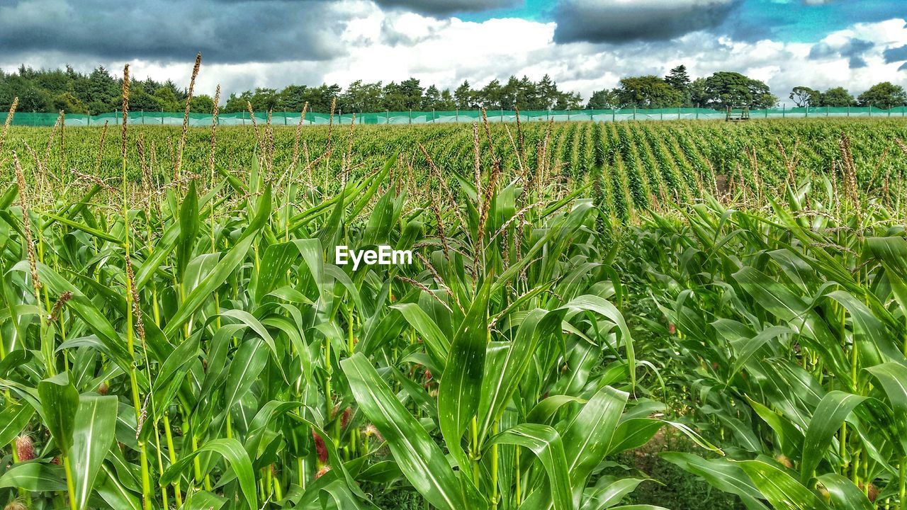 Idyllic shot of maize field against sky
