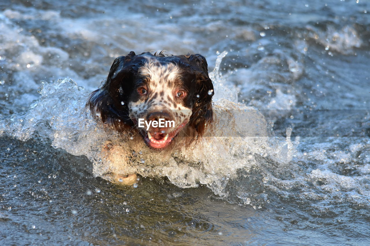 Portrait of dog in water