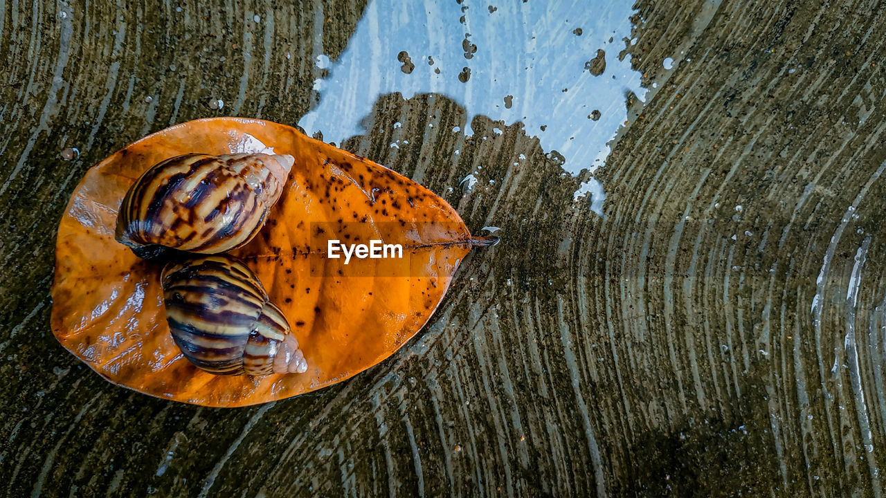 High angle view of orange leaf on tree trunk