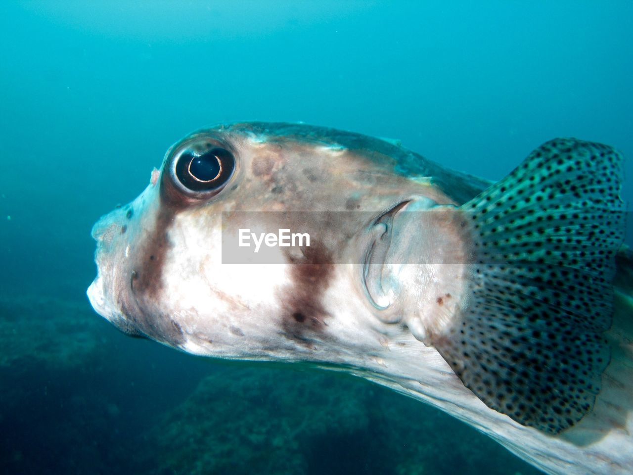 CLOSE-UP OF FISH SWIMMING