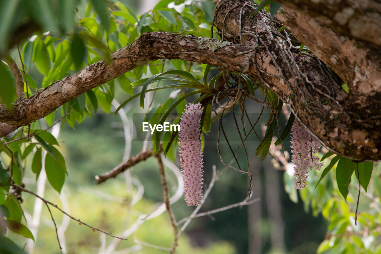 CLOSE-UP OF BERRIES ON BRANCH