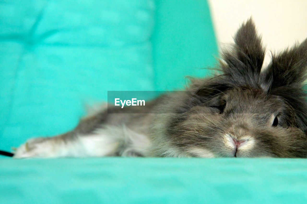 Portrait of rabbit resting