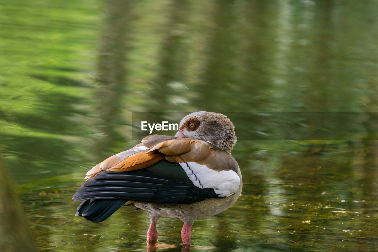 CLOSE-UP OF DUCK