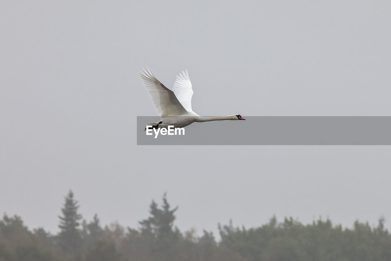 LOW ANGLE VIEW OF BIRD FLYING AGAINST SKY