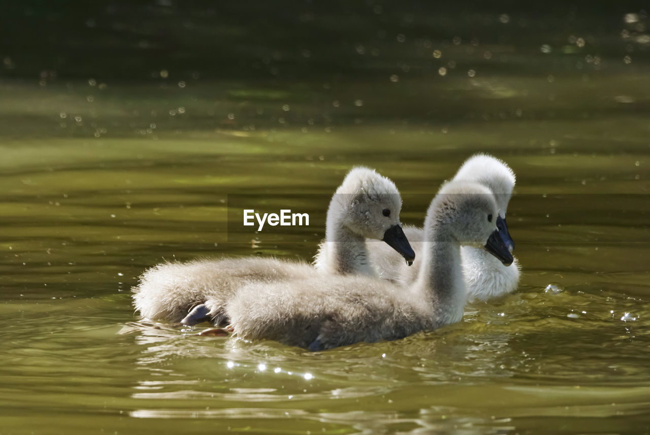 Young swan swimming in lake