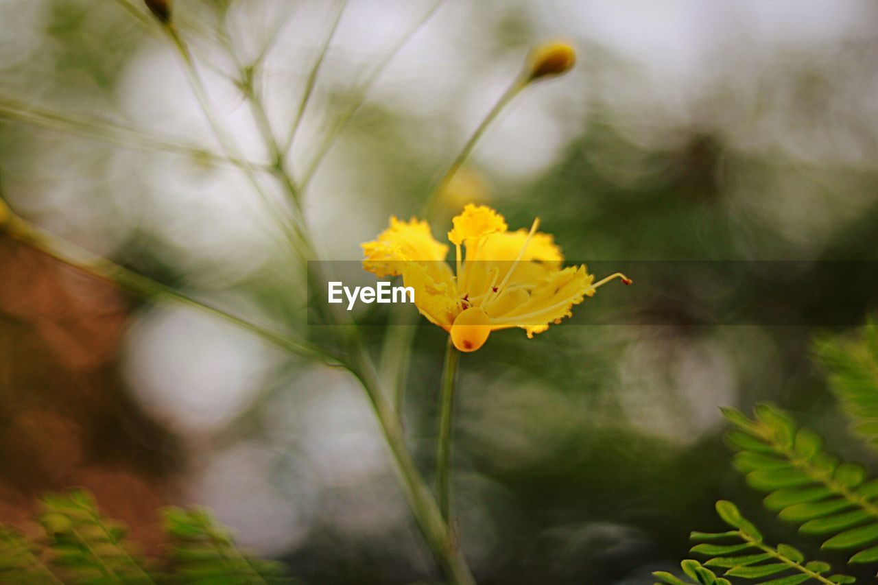 Close-up of yellow flowers blooming outdoors