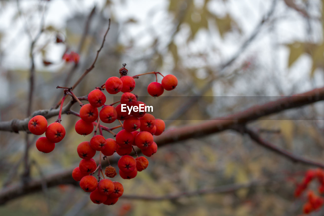 RED BERRIES ON TREE