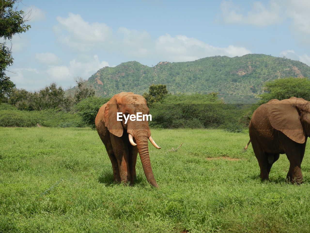 ELEPHANT STANDING ON FIELD