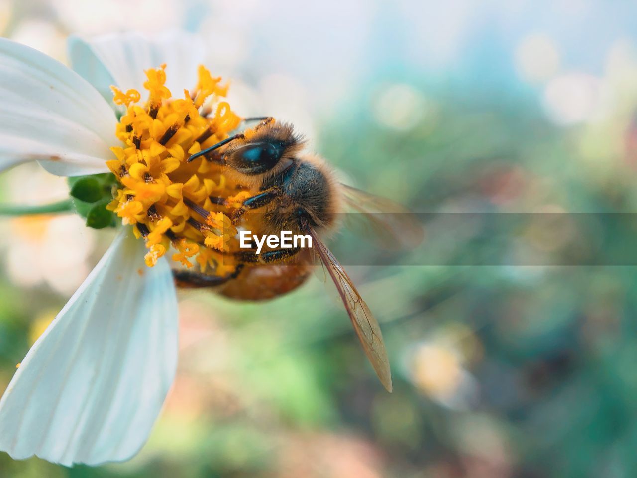 Close-up of bee pollinating on flower