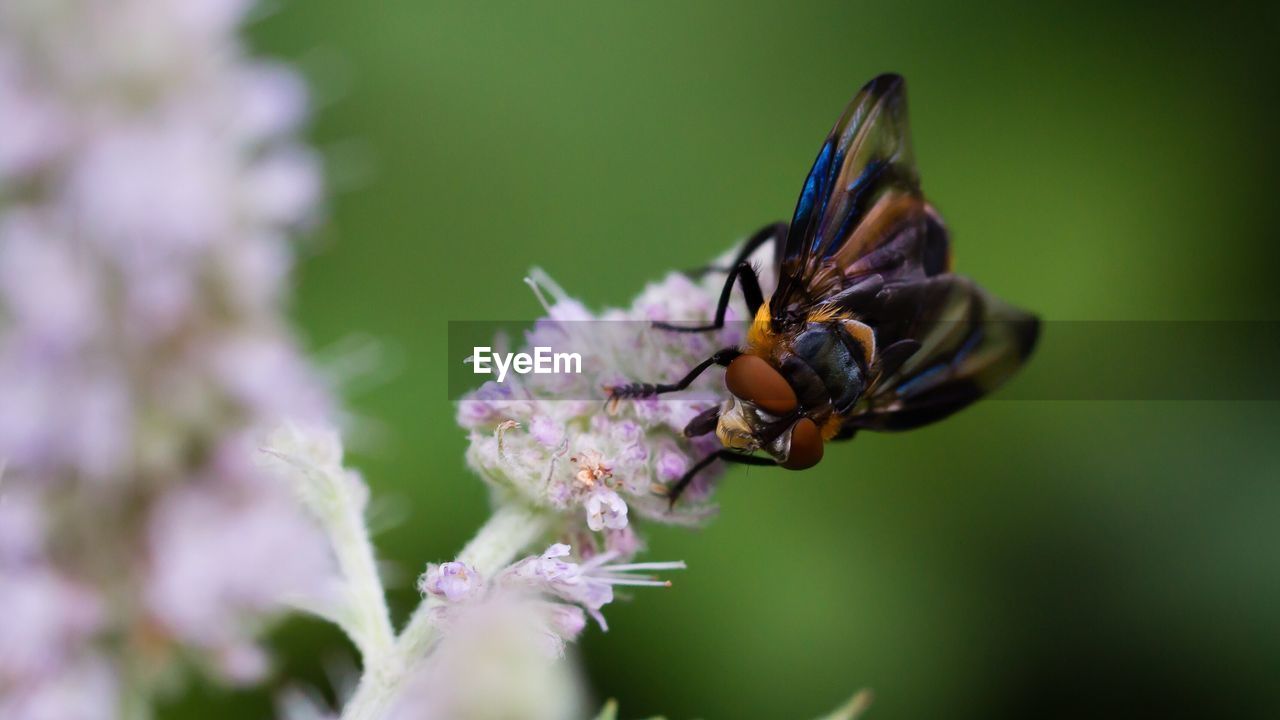 Close-up of insect on flower