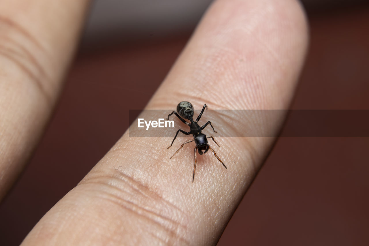Close-up of ant-spider on hand