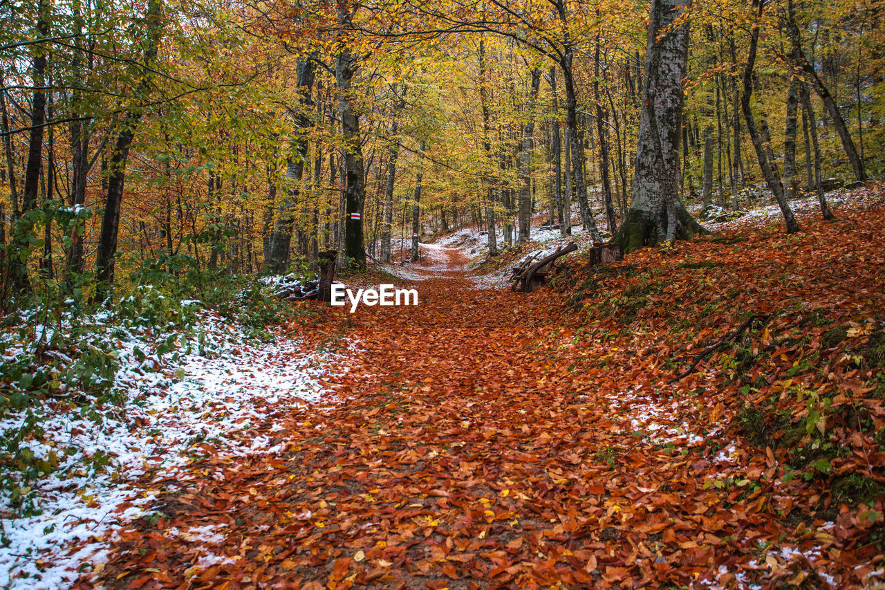 The first snow in the autumn forest