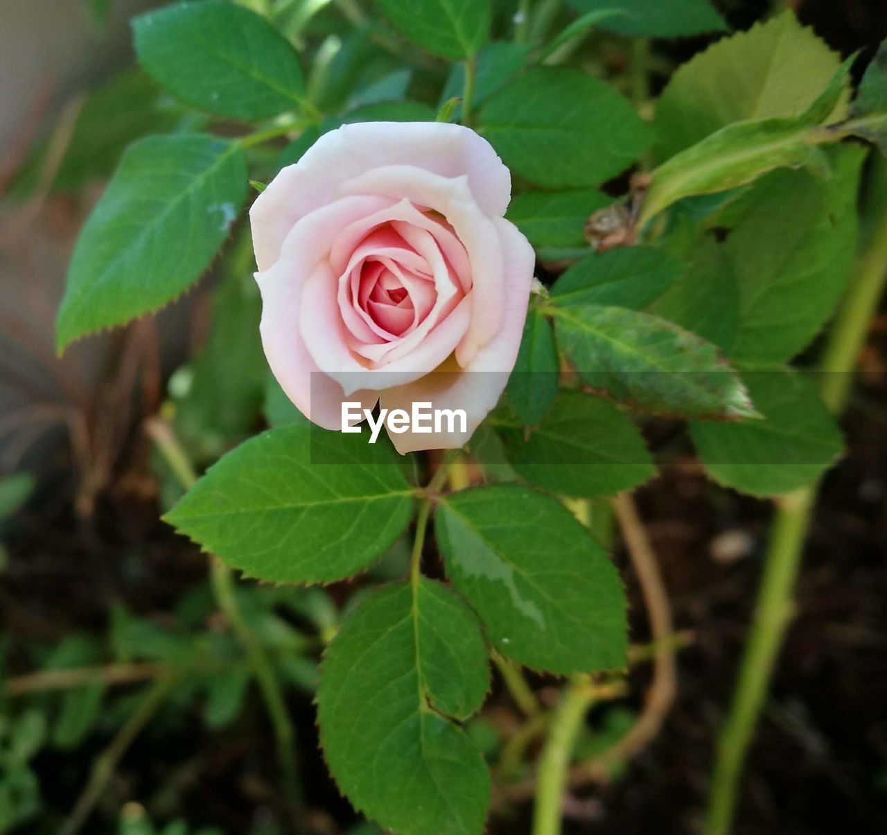 CLOSE-UP OF ROSE BLOOMING IN PLANT