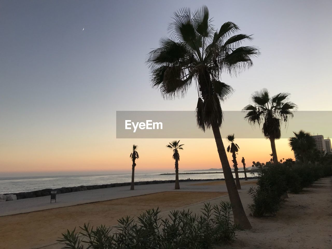 Silhouette palm trees on beach against clear sky