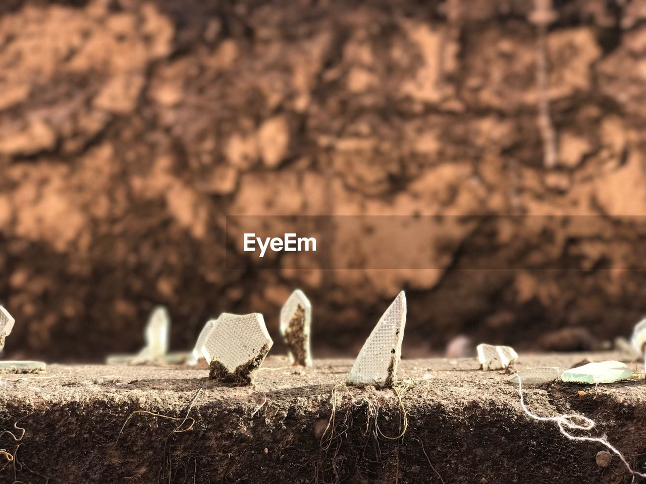 BIRDS PERCHING ON WOOD