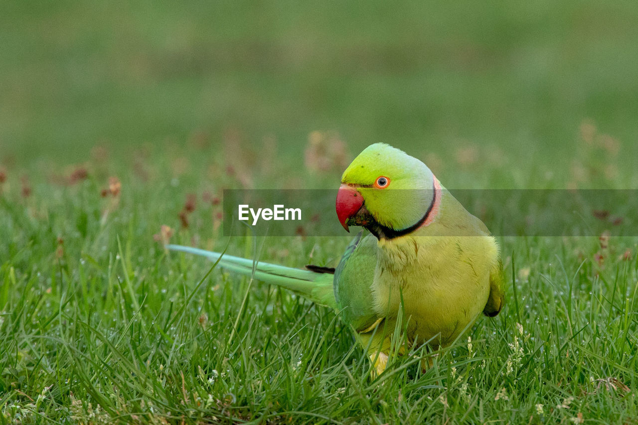 VIEW OF PARROT ON GRASS