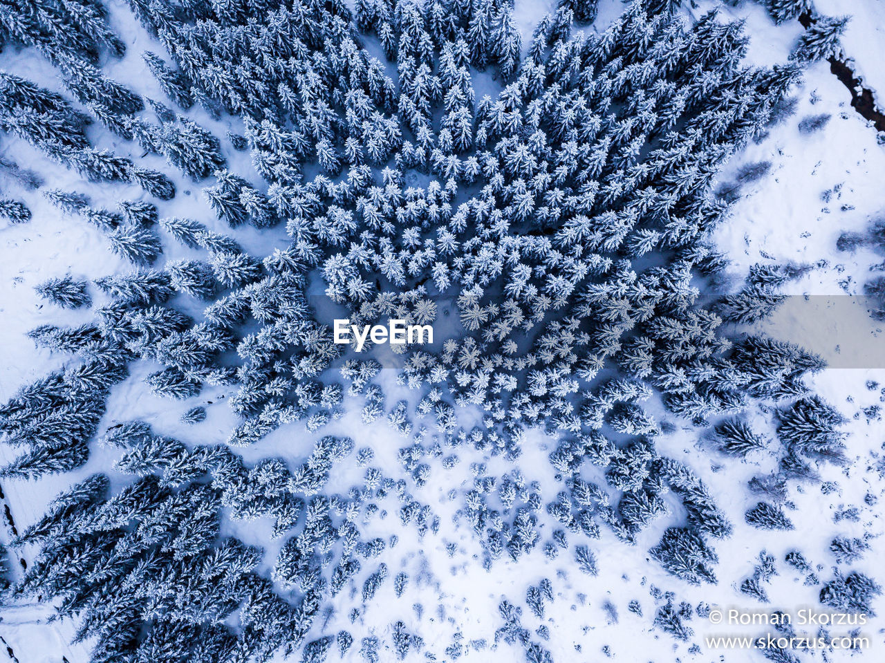 Aerial view of trees in snow covered forest during winter