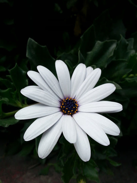 CLOSE-UP OF WHITE FLOWERS BLOOMING OUTDOORS