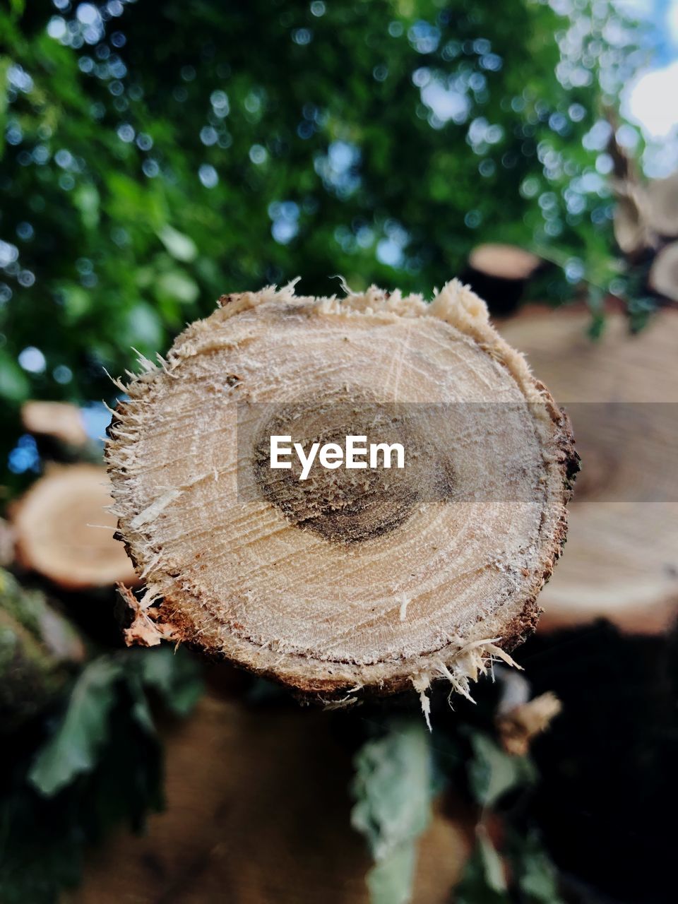 Close-up of tree trunk 
