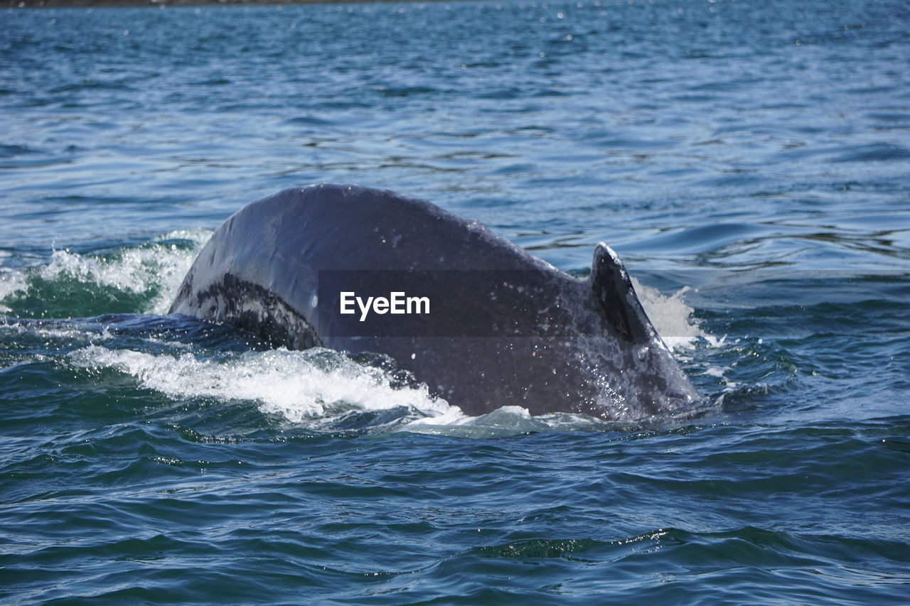 Humpback whale swimming in sea