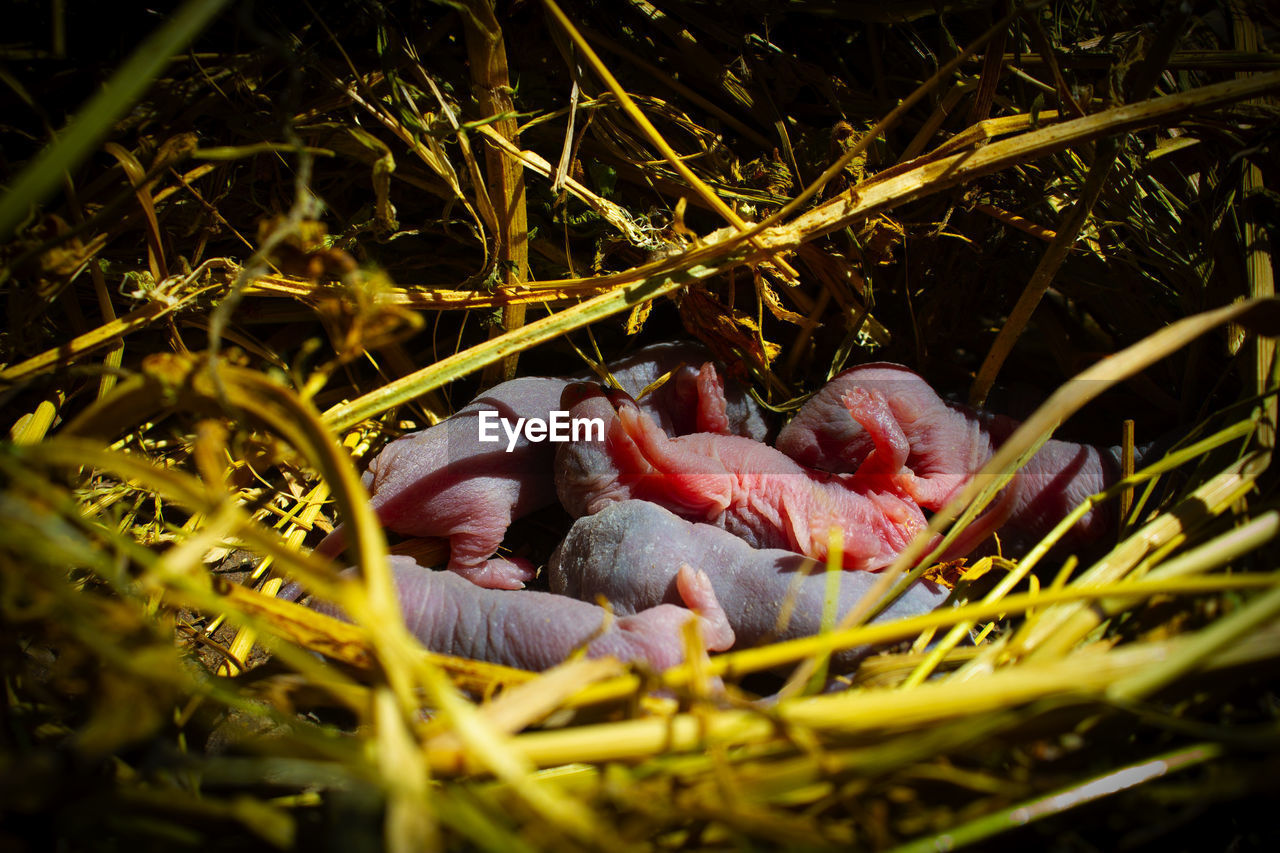 Little bald children rats lie on top of each other.