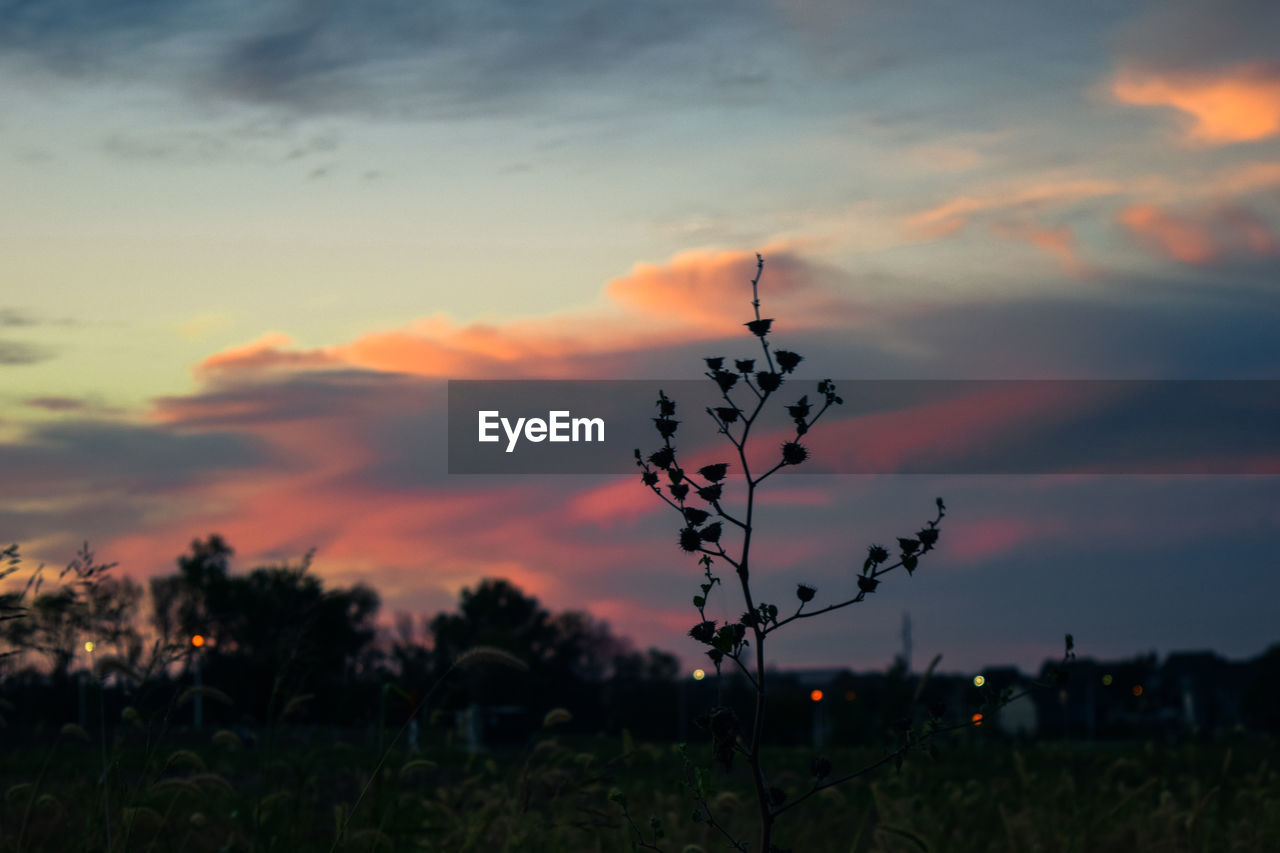 CLOSE-UP OF SILHOUETTE PLANTS AGAINST SUNSET SKY