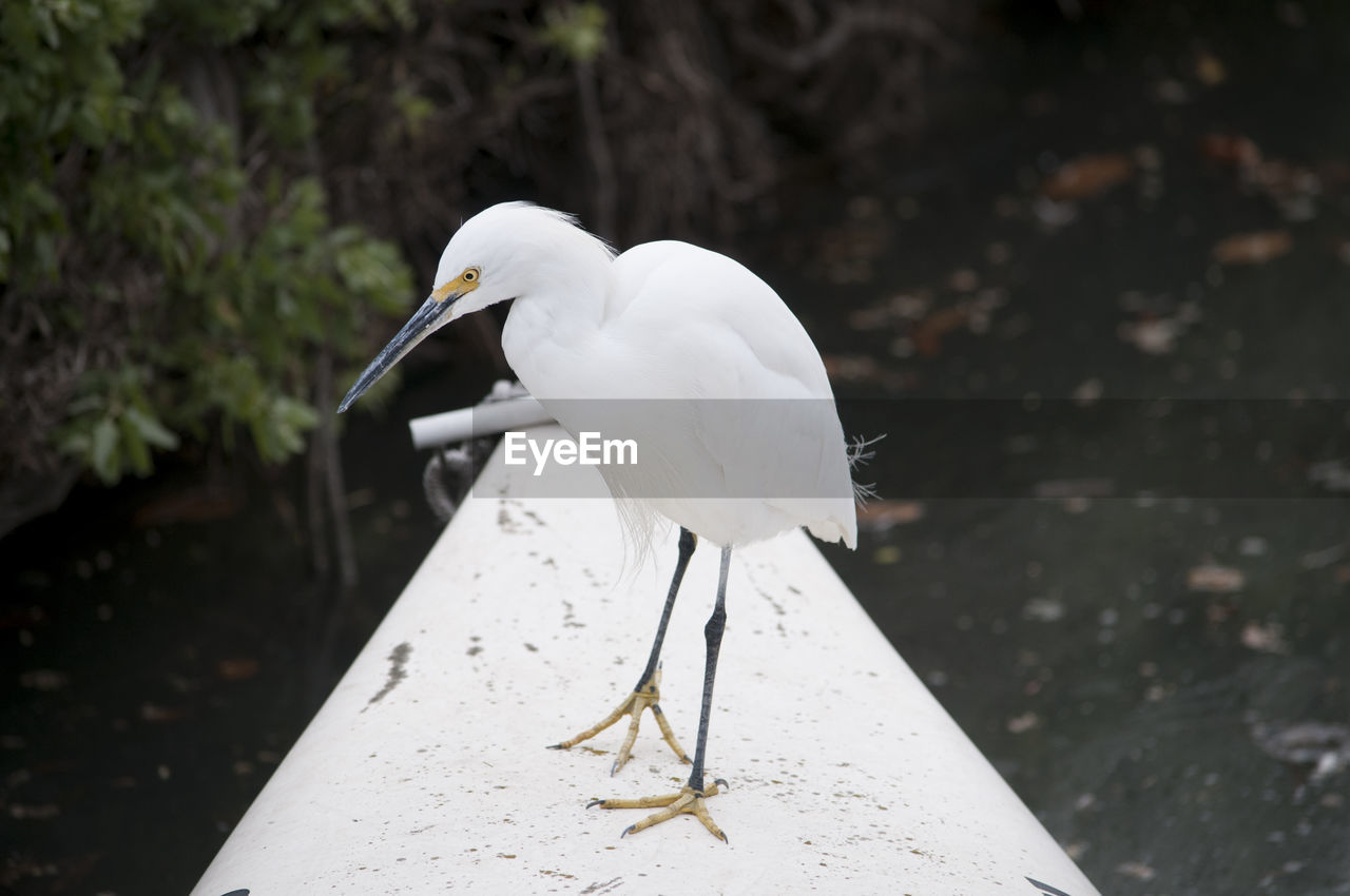 CLOSE-UP OF WHITE BIRD PERCHING ON THE LAND