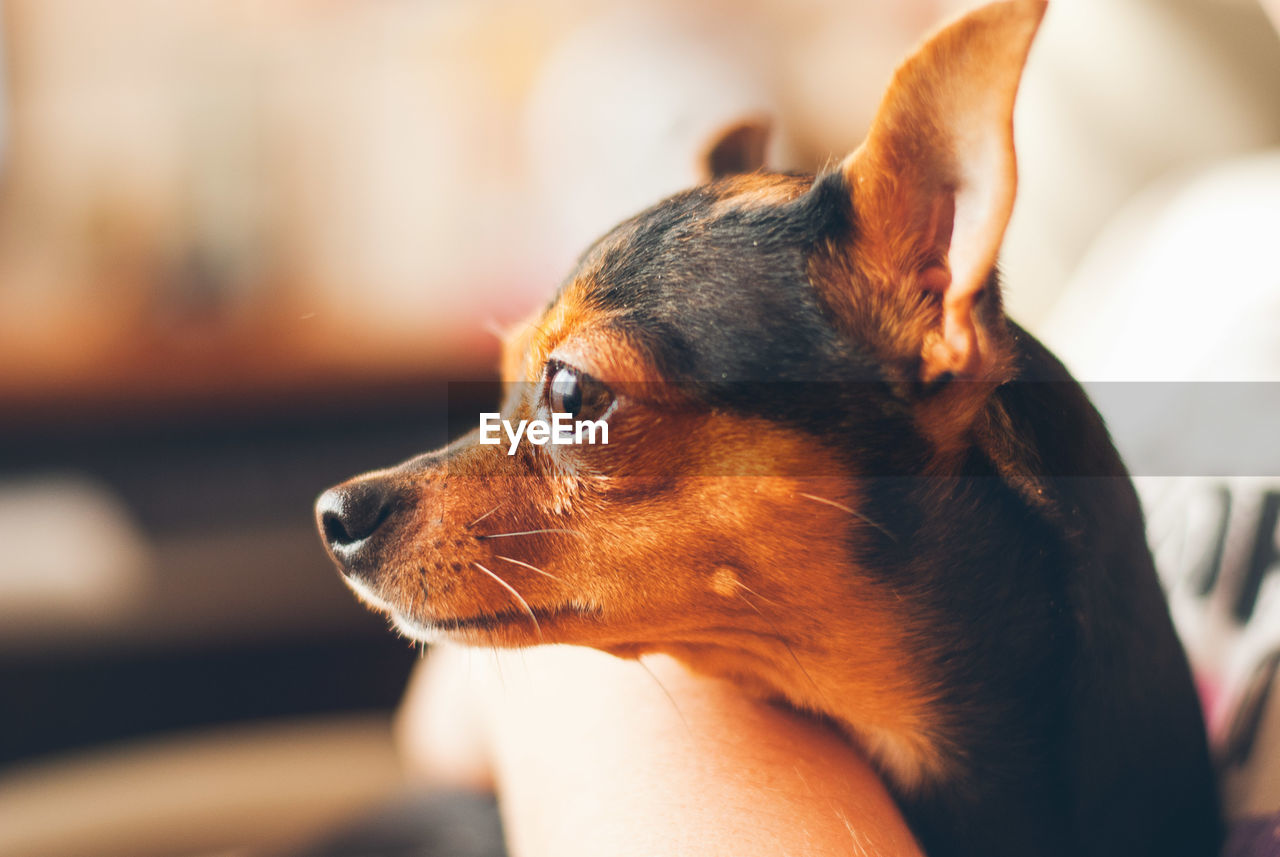 Close-up of a dog looking away