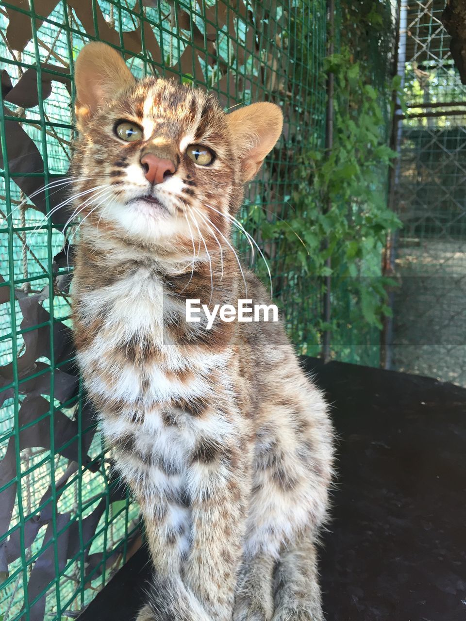 CLOSE-UP OF CAT LOOKING UP