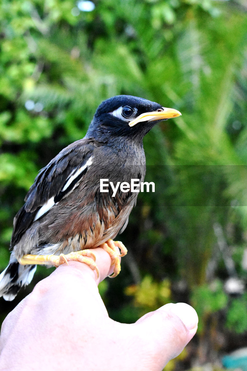 Close-up of a bird