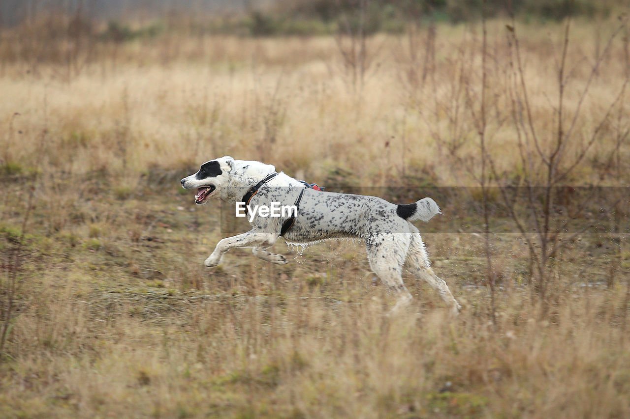 SIDE VIEW OF DOG RUNNING IN FIELD