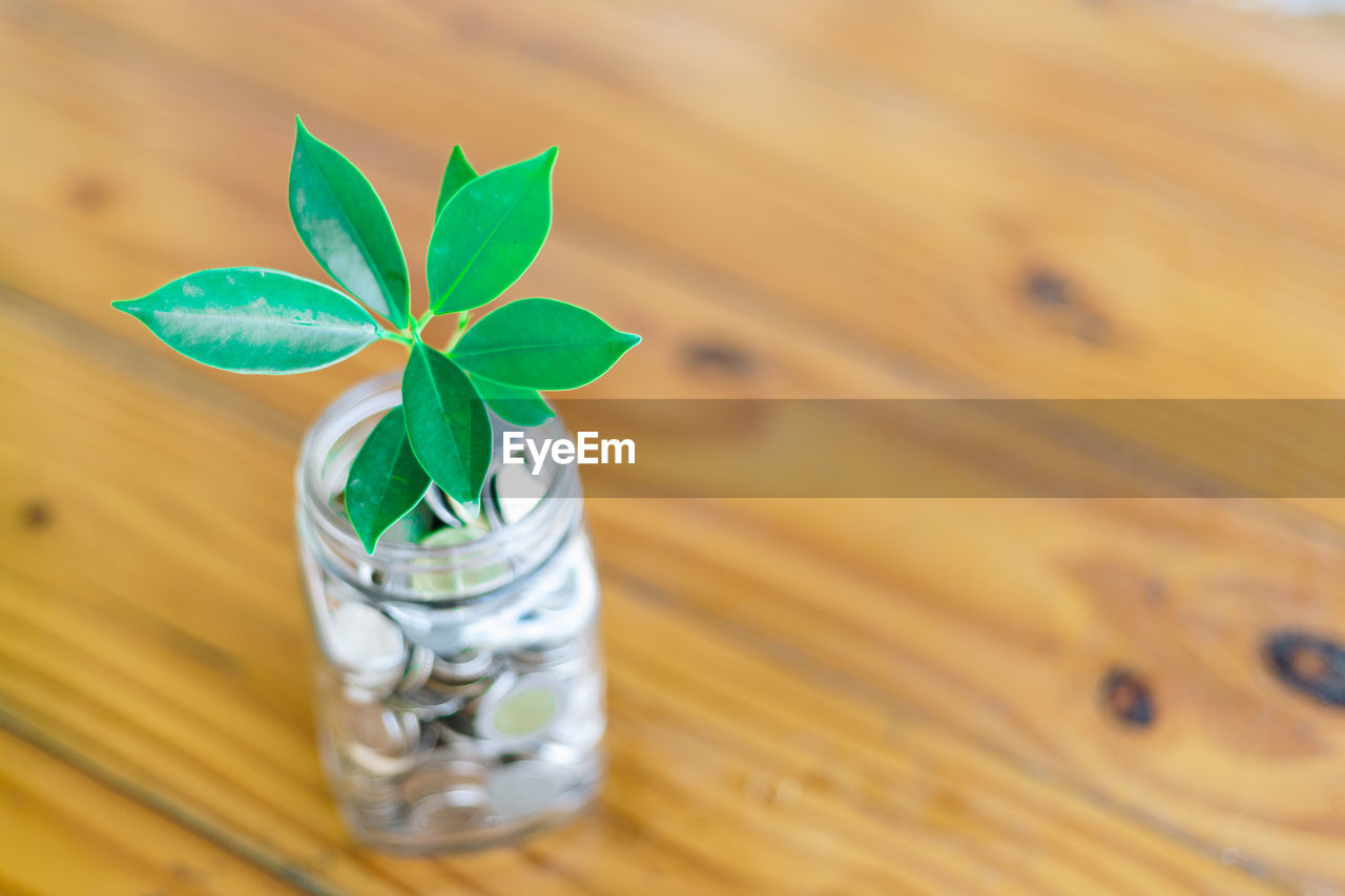 HIGH ANGLE VIEW OF LEAVES ON TABLE