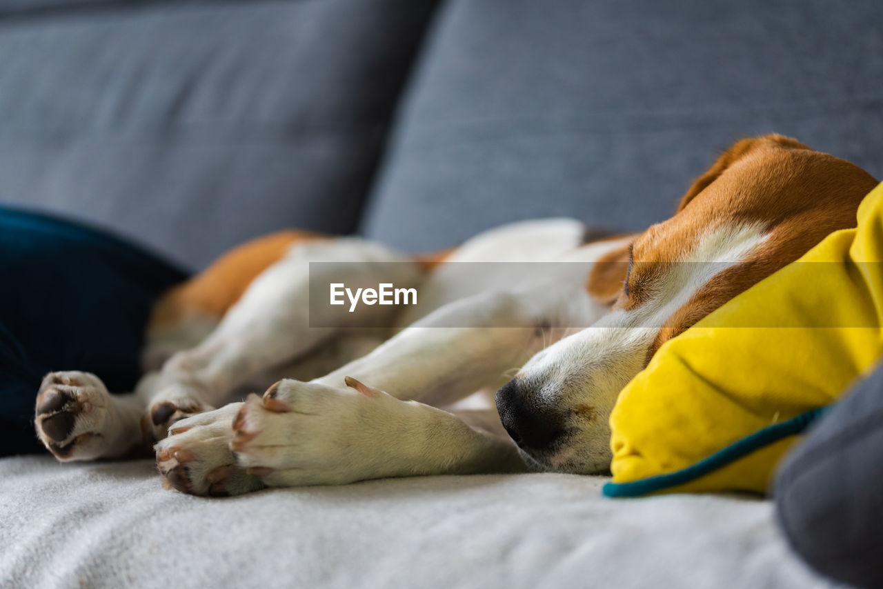 Beagle dog tired sleeps on a cozy sofa, couch, blanket