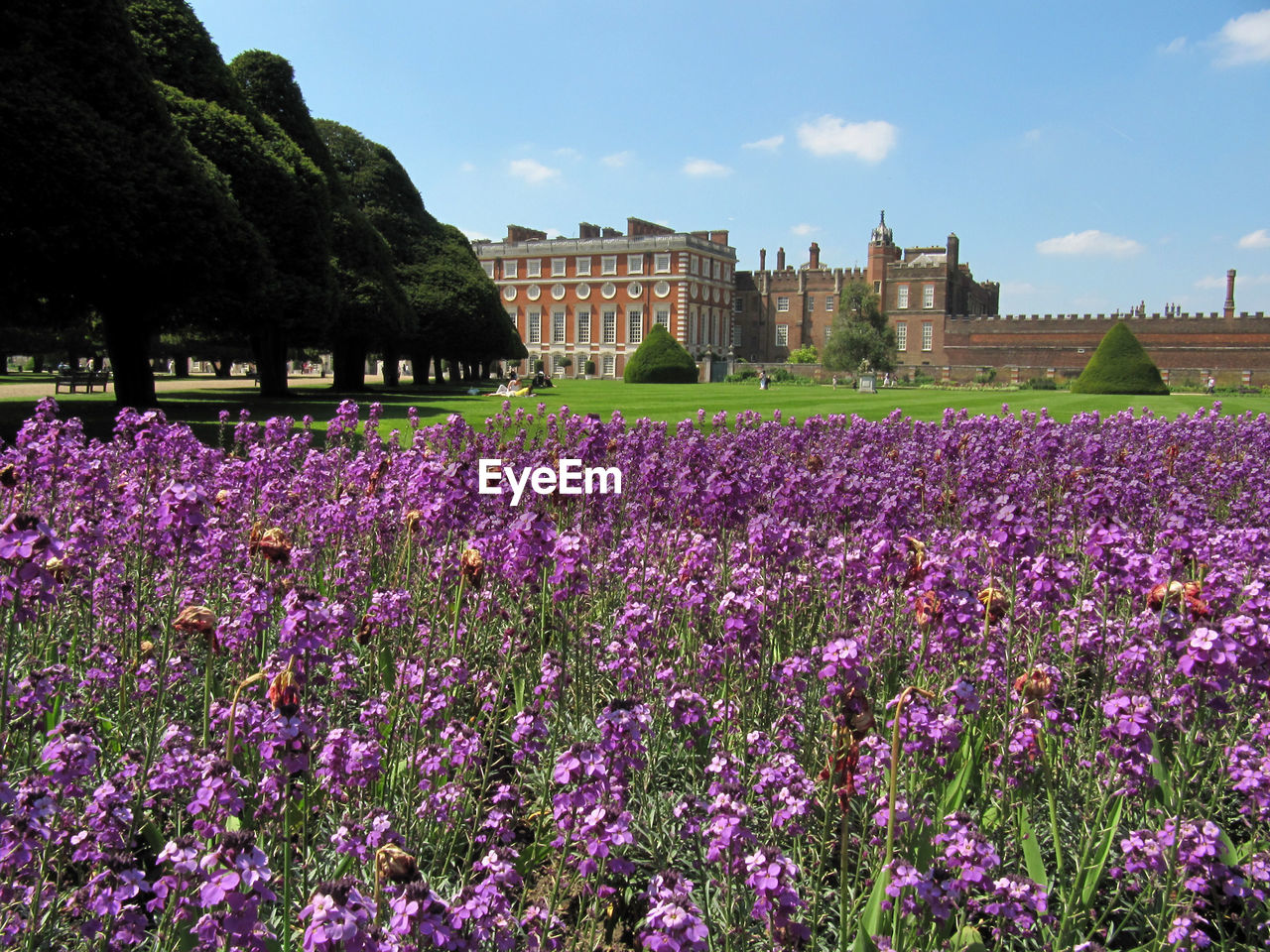 Purple flowerbed at hampton court palace against sky