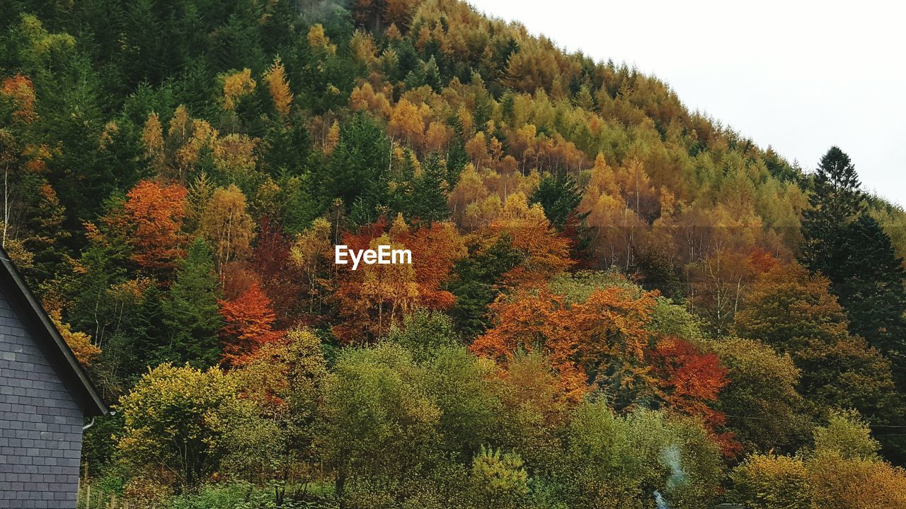 Forest in autumn against clear sky