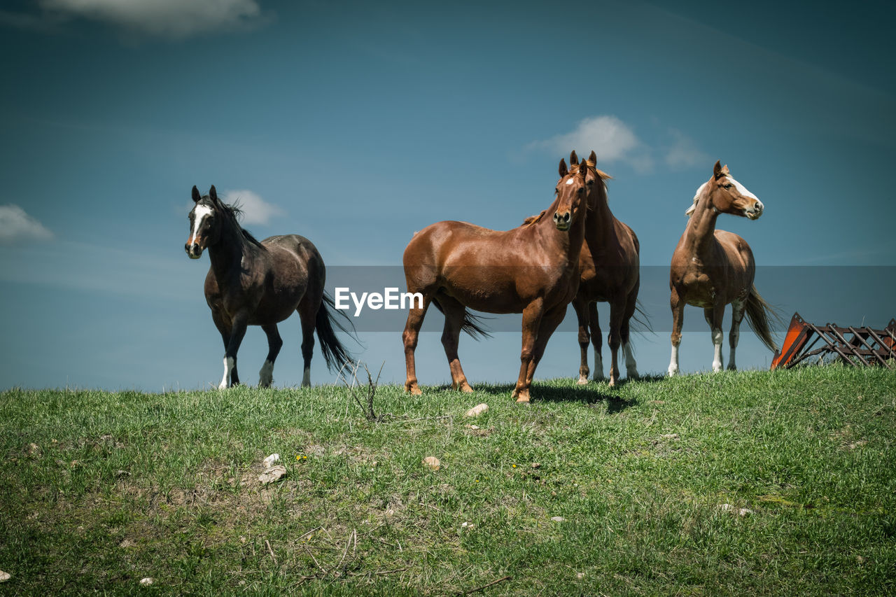 HORSES ON THE FIELD