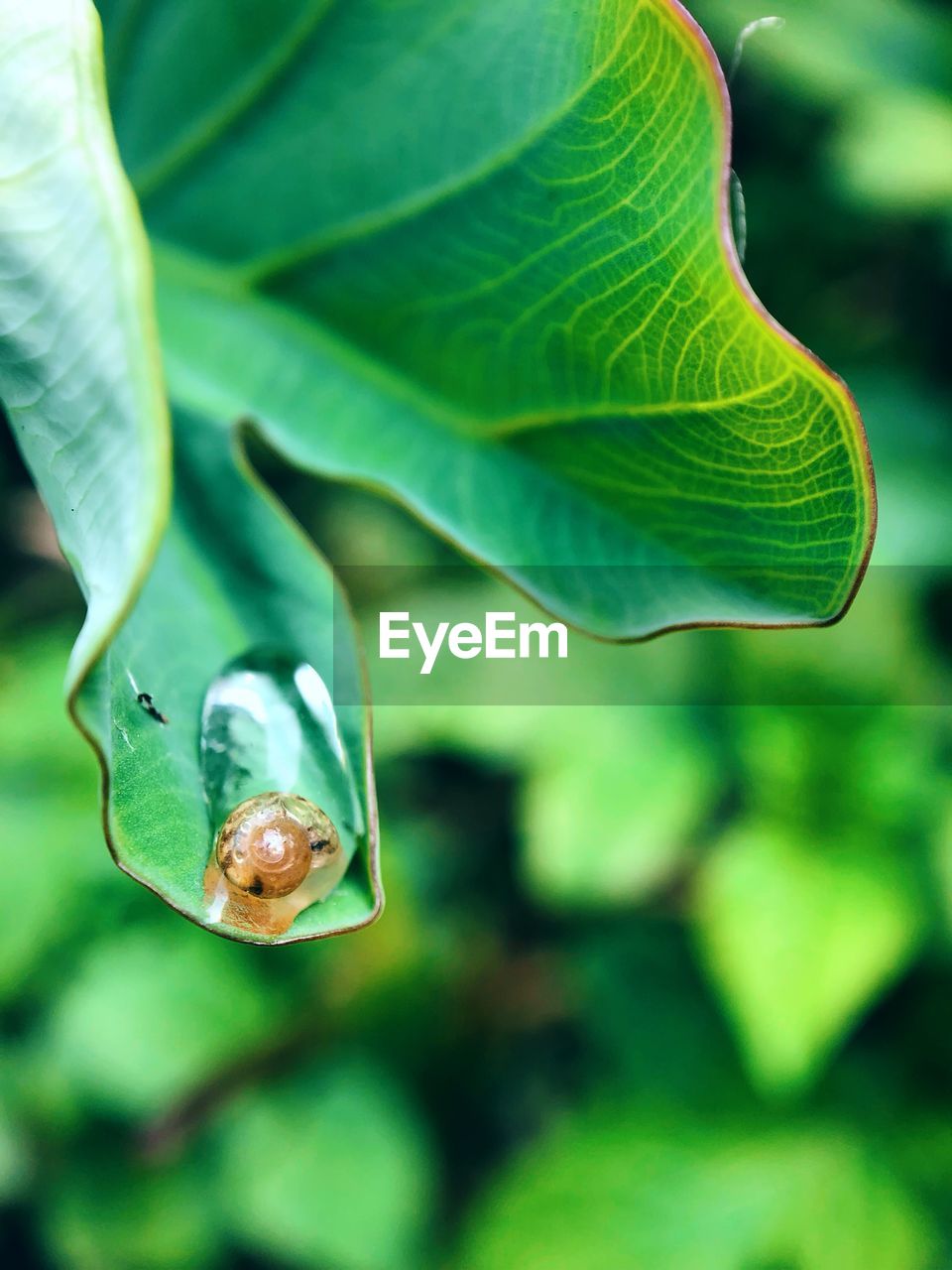 CLOSE-UP OF INSECT ON PLANT