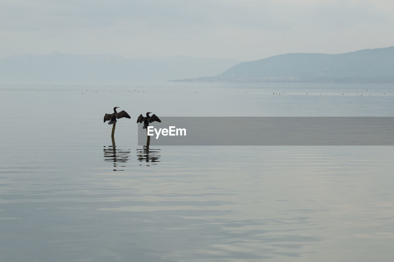 BIRD ON SEA AGAINST SKY