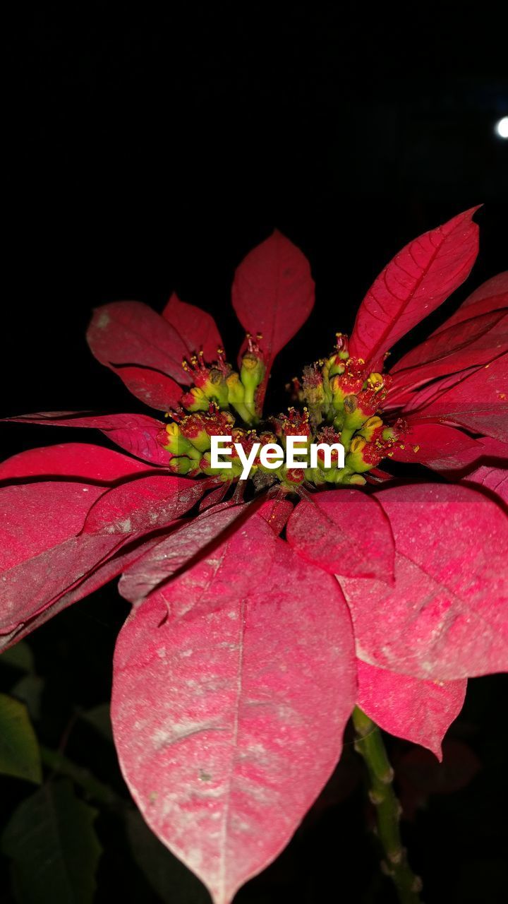 CLOSE-UP OF PINK HIBISCUS AGAINST BLACK BACKGROUND