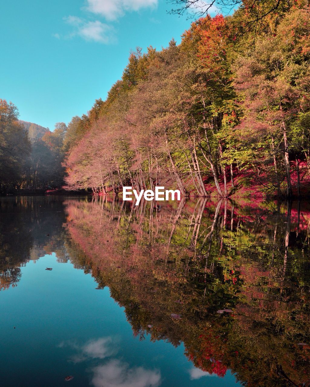 Reflection of trees in lake against blue sky