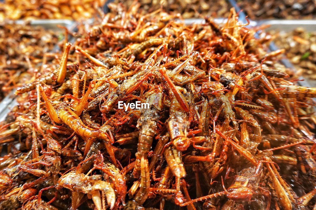 CLOSE-UP OF INSECT IN MARKET